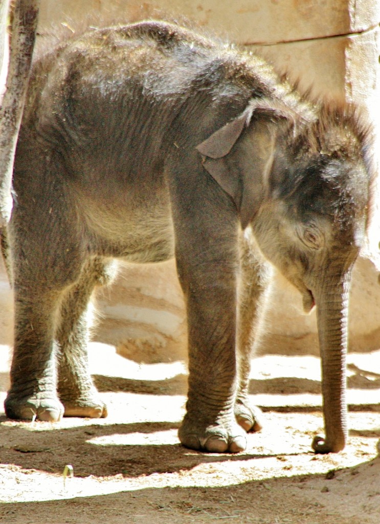 Foto: Zoo - Madrid (Comunidad de Madrid), España