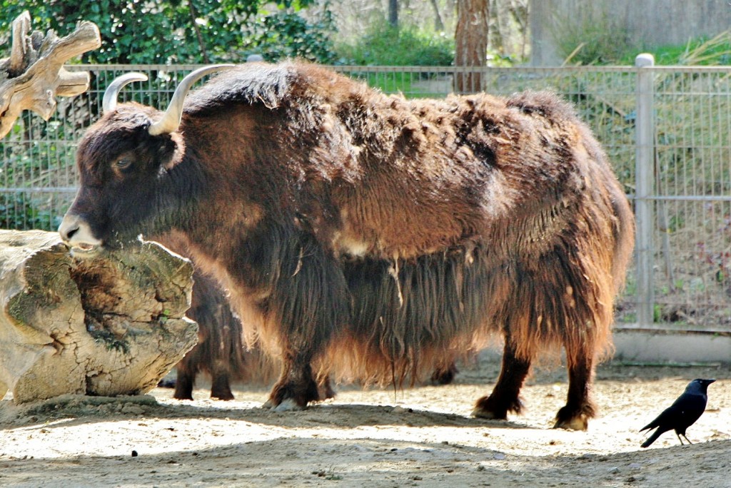 Foto: Zoo - Madrid (Comunidad de Madrid), España