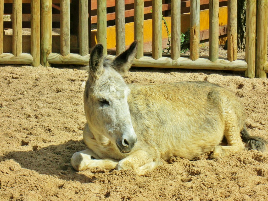 Foto: Zoo - Madrid (Comunidad de Madrid), España