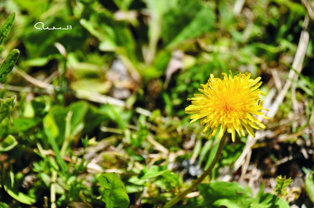 Foto: Flor silvestre - Valencia (València), España