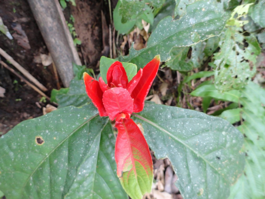 Foto: Flor - Simón Bolívar (Villa Flora) (Pastaza), Ecuador