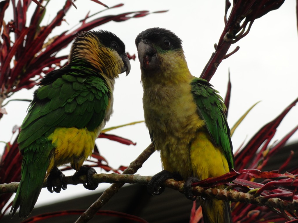 Foto: Chilicres - Simón Bolívar (Villa Flora) (Pastaza), Ecuador