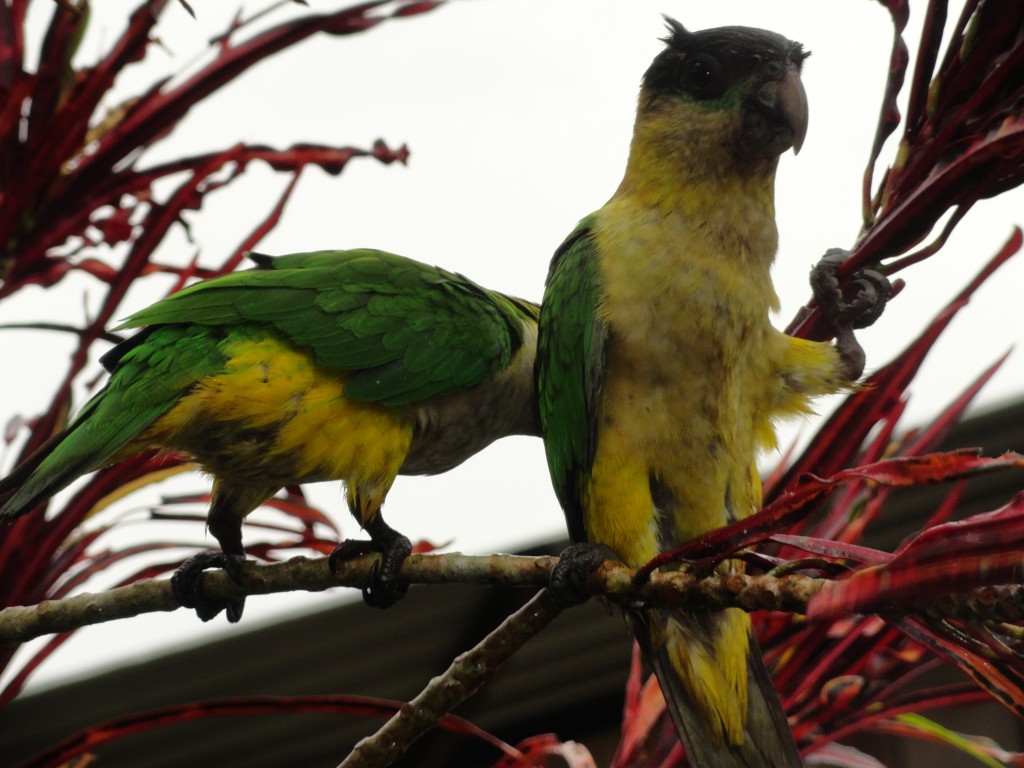 Foto: Chilicres - Simón Bolívar (Villa Flora) (Pastaza), Ecuador