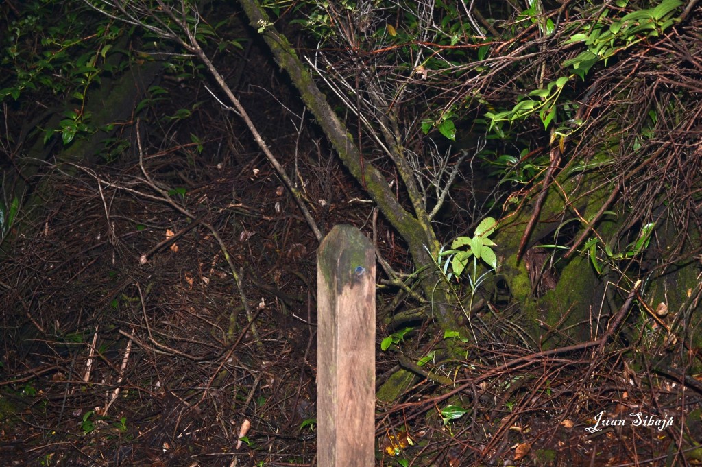 Foto: Volcan Poás - Poás (Alajuela), Costa Rica