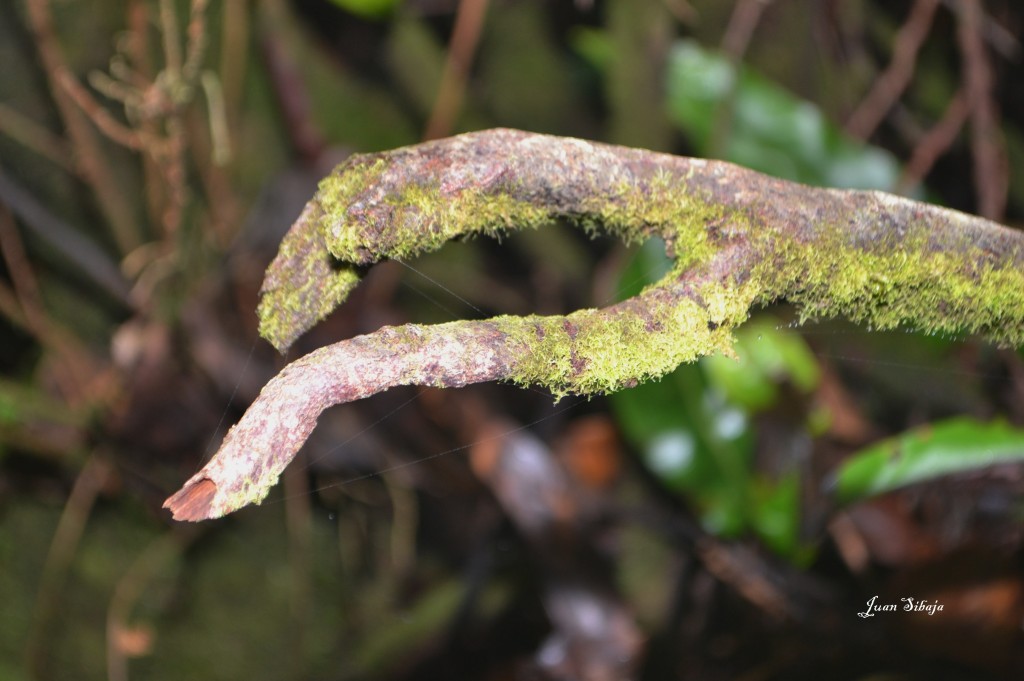 Foto: Volcan Poás - Poás (Alajuela), Costa Rica