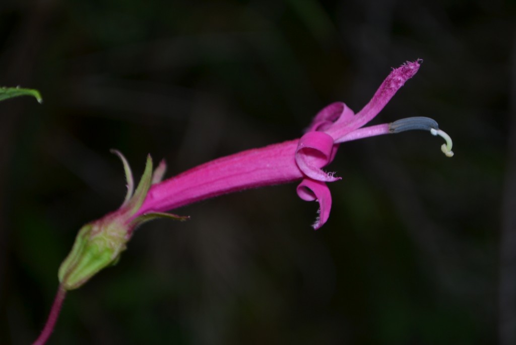 Foto: Volcan Poás - Poás (Alajuela), Costa Rica