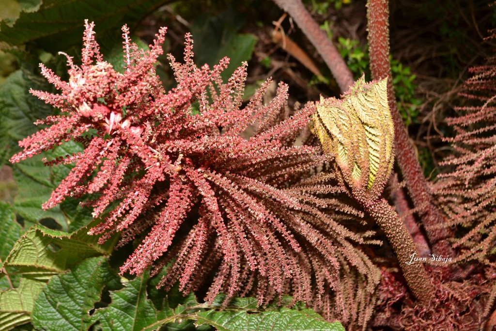 Foto: Volcan Poás - Poás (Alajuela), Costa Rica