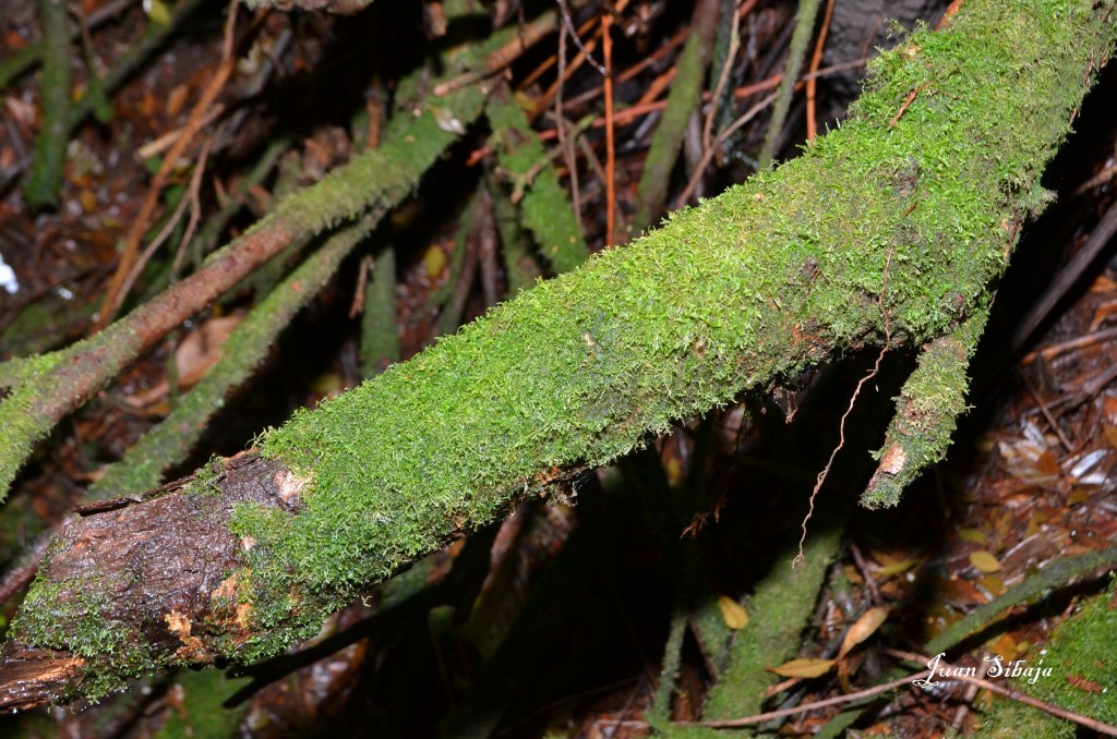 Foto: VOLCAN POÁS - Poás (Alajuela), Costa Rica