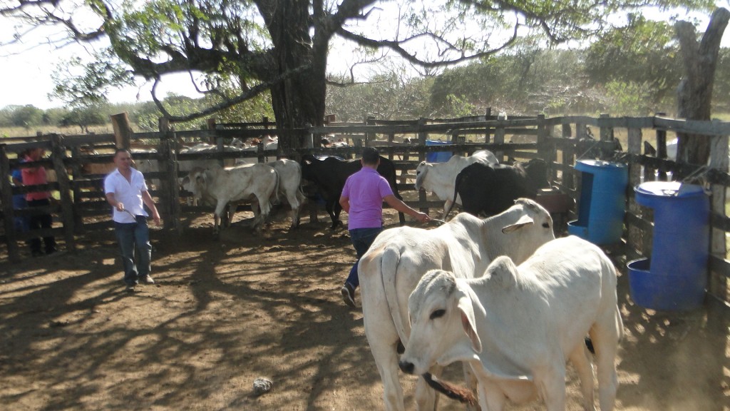 Foto: De Fiesta - Tenorio (Guanacaste), Costa Rica