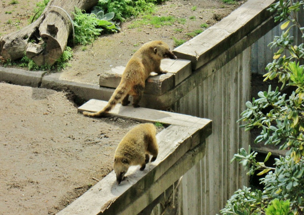 Foto: Zoo - Madrid (Comunidad de Madrid), España