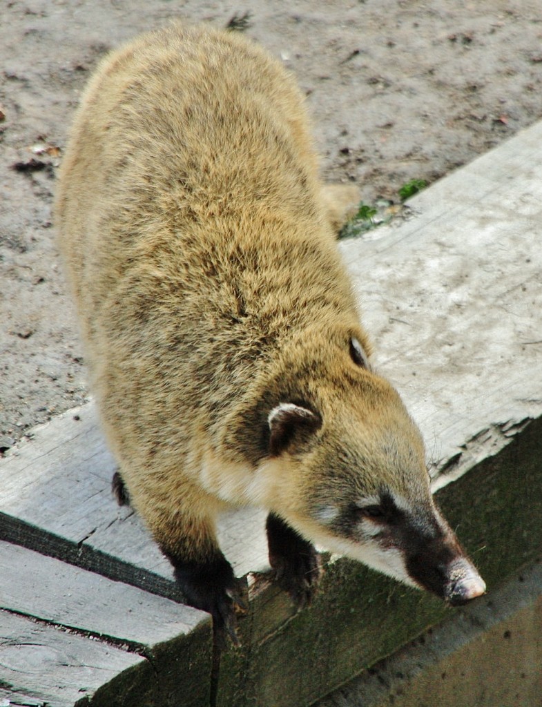 Foto: Zoo - Madrid (Comunidad de Madrid), España