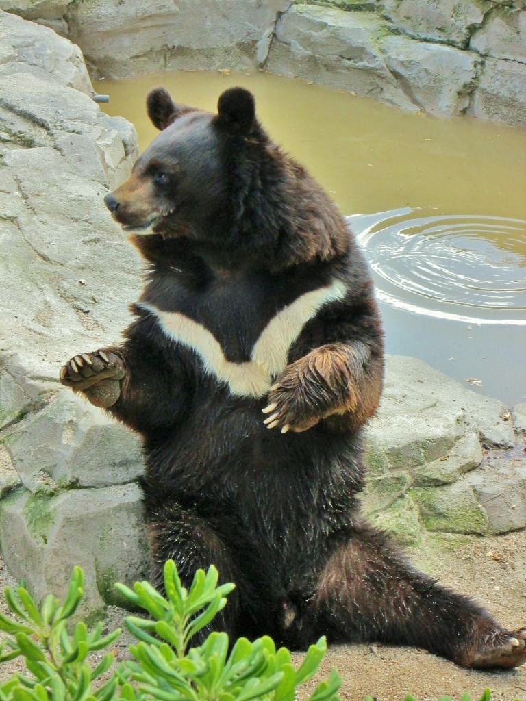 Foto: Zoo - Madrid (Comunidad de Madrid), España