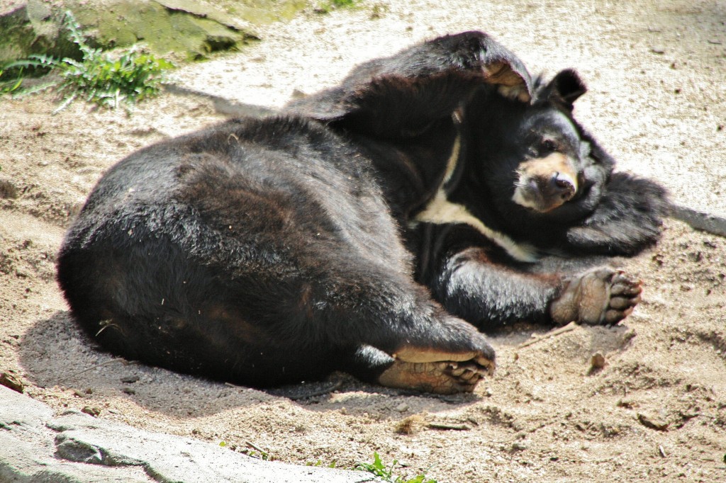 Foto: Zoo - Madrid (Comunidad de Madrid), España