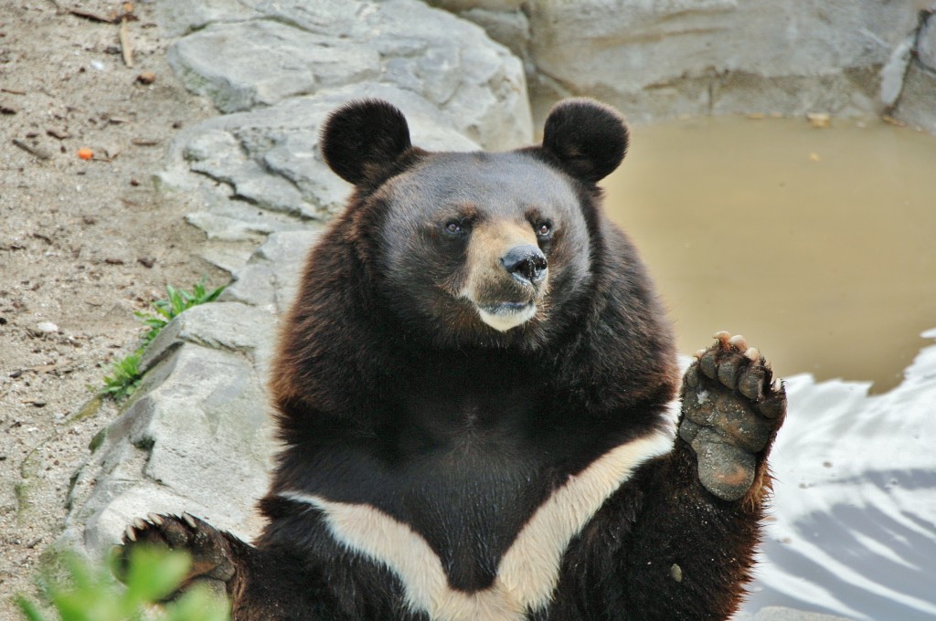 Foto: Zoo - Madrid (Comunidad de Madrid), España