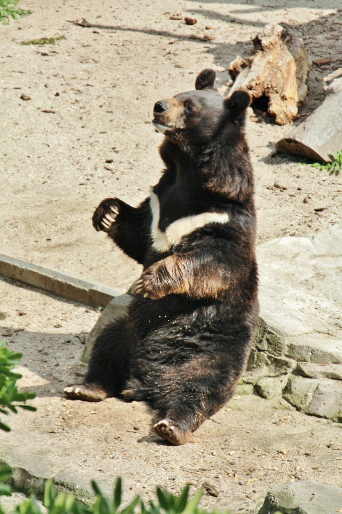 Foto: Zoo - Madrid (Comunidad de Madrid), España