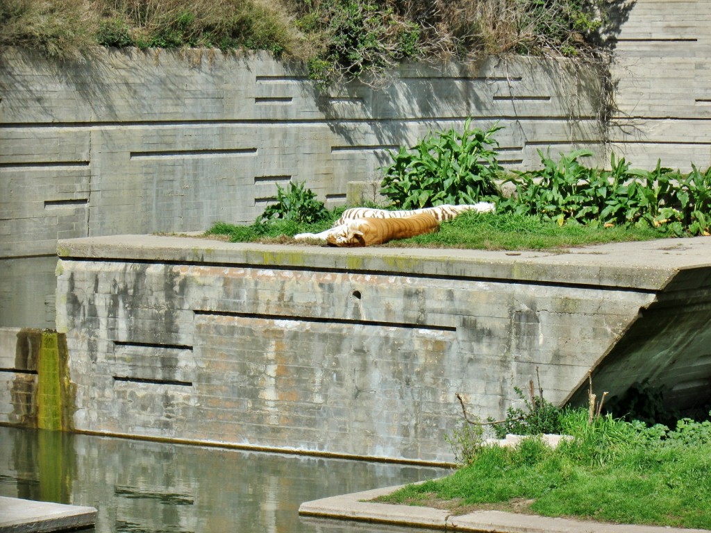 Foto: Zoo - Madrid (Comunidad de Madrid), España