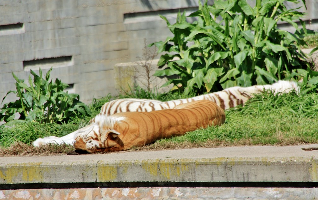 Foto: Zoo - Madrid (Comunidad de Madrid), España