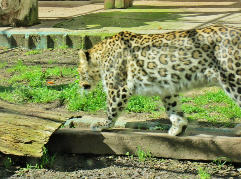 Foto: Zoo - Madrid (Comunidad de Madrid), España