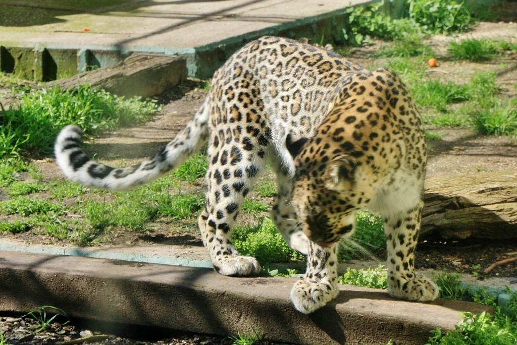 Foto: Zoo - Madrid (Comunidad de Madrid), España