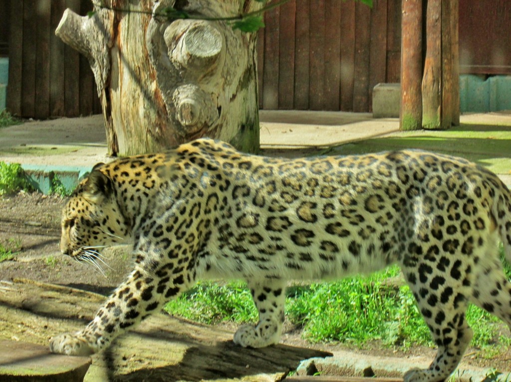 Foto: Zoo - Madrid (Comunidad de Madrid), España