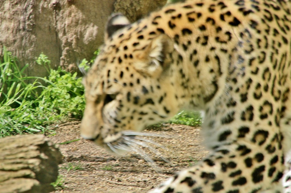 Foto: Zoo - Madrid (Comunidad de Madrid), España