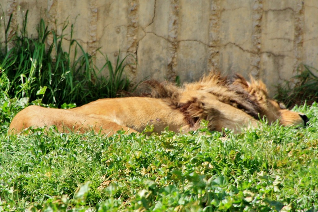 Foto: Zoo - Madrid (Comunidad de Madrid), España