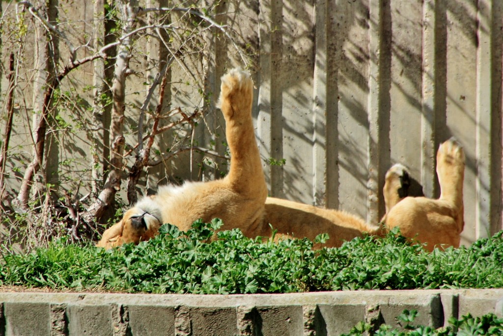 Foto: Zoo - Madrid (Comunidad de Madrid), España