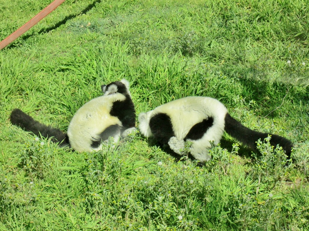 Foto: Zoo - Madrid (Comunidad de Madrid), España