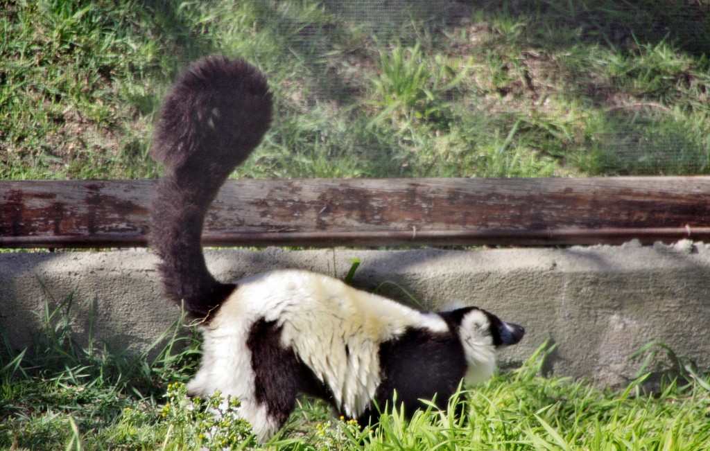 Foto: Zoo - Madrid (Comunidad de Madrid), España