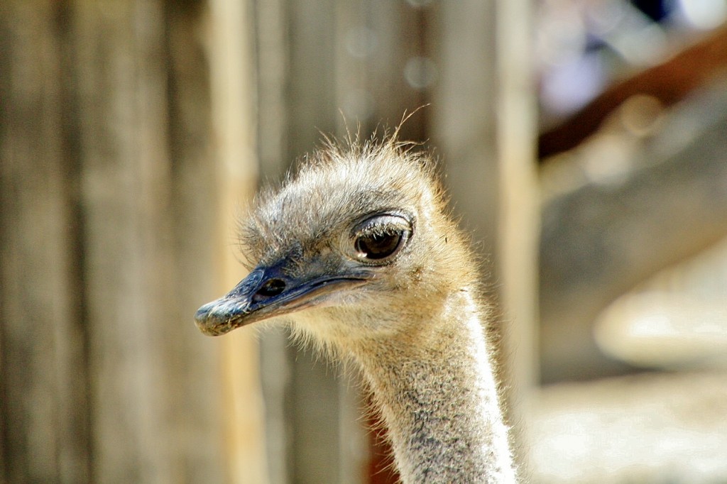 Foto: Zoo - Madrid (Comunidad de Madrid), España