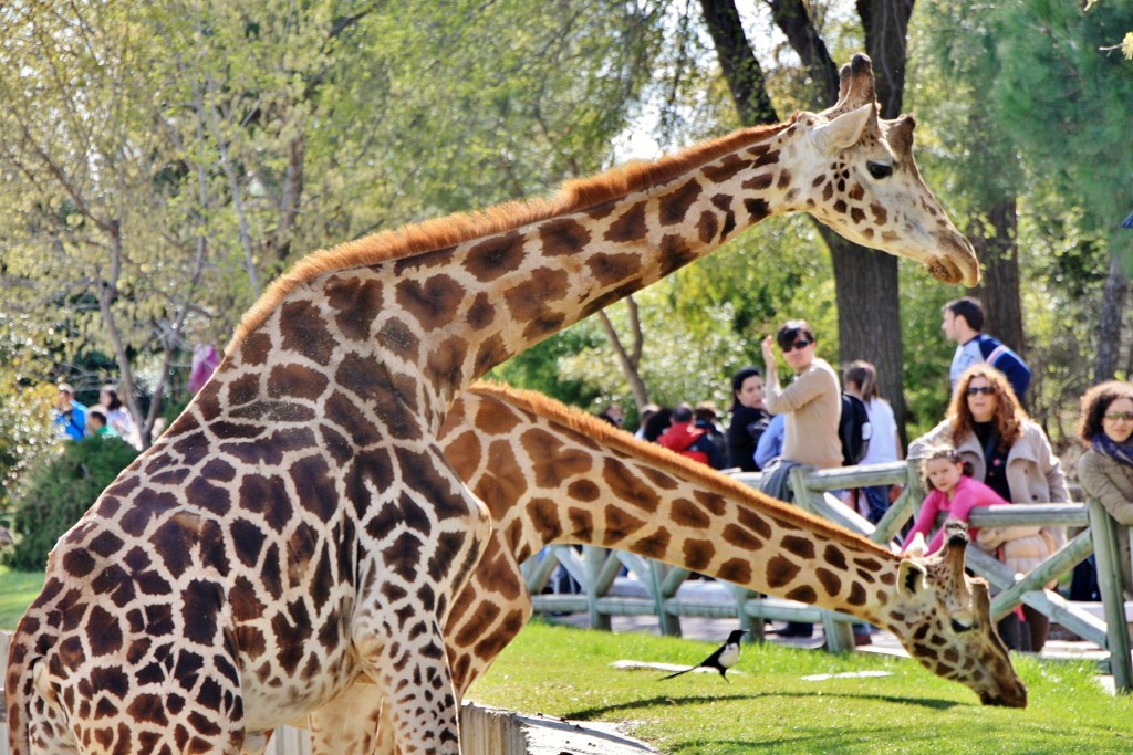 Foto: Zoo - Madrid (Comunidad de Madrid), España