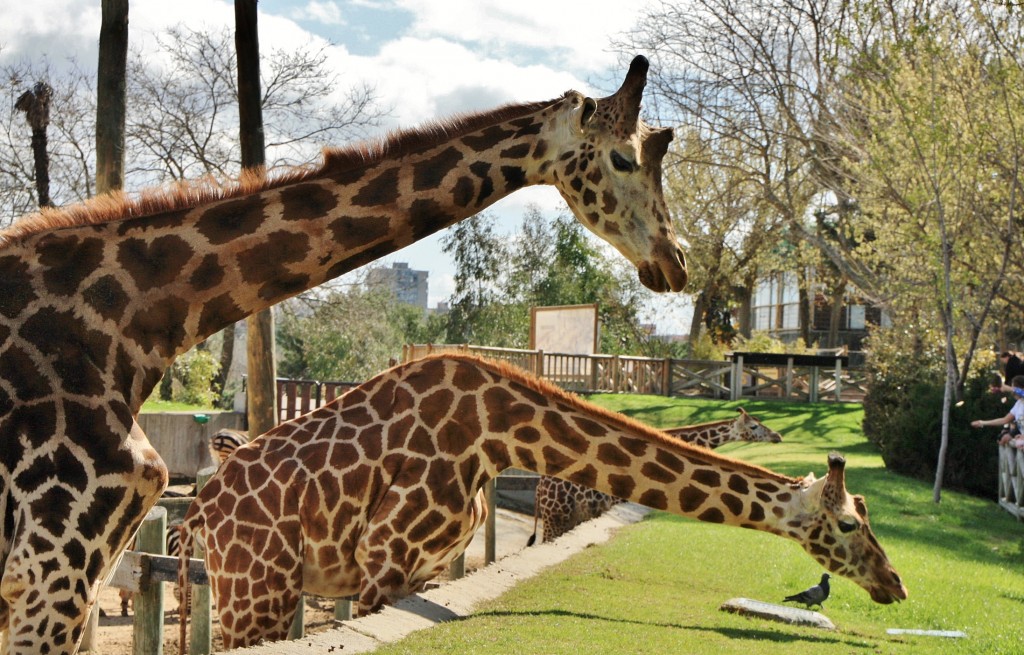 Foto: Zoo - Madrid (Comunidad de Madrid), España