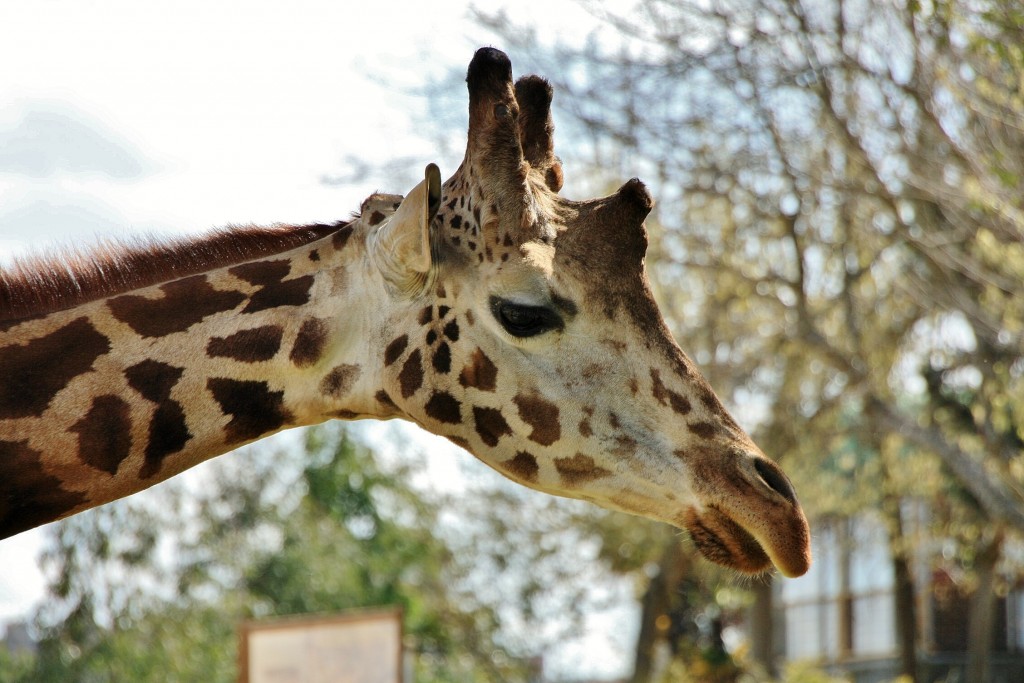 Foto: Zoo - Madrid (Comunidad de Madrid), España