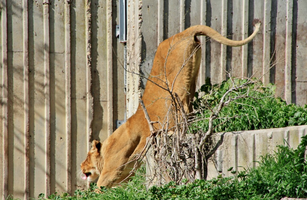 Foto: Zoo - Madrid (Comunidad de Madrid), España