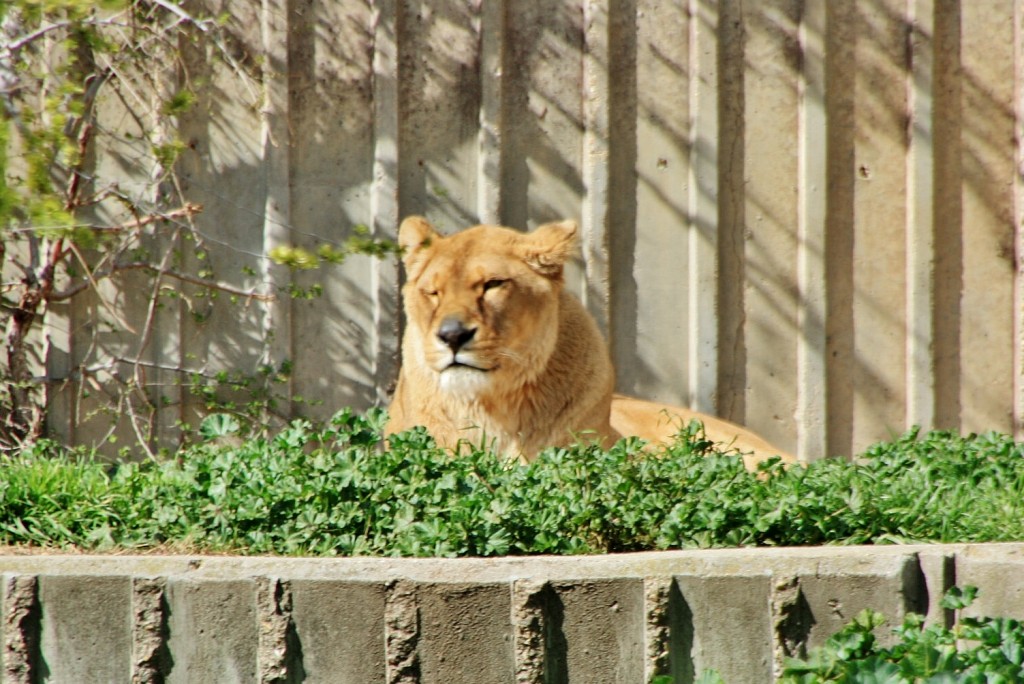 Foto: Zoo - Madrid (Comunidad de Madrid), España