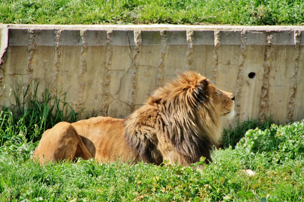 Foto: Zoo - Madrid (Comunidad de Madrid), España