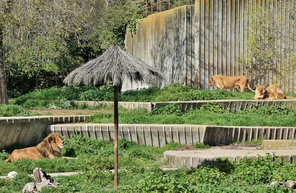 Foto: Zoo - Madrid (Comunidad de Madrid), España