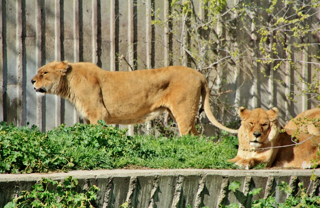 Foto: Zoo - Madrid (Comunidad de Madrid), España