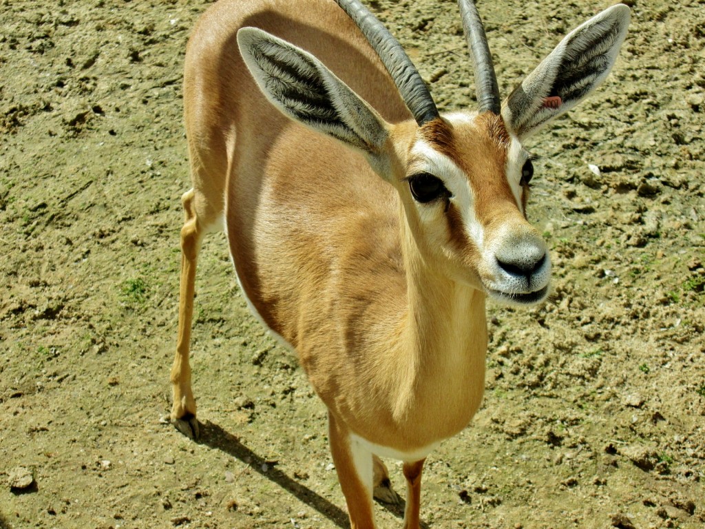 Foto: Zoo - Madrid (Comunidad de Madrid), España