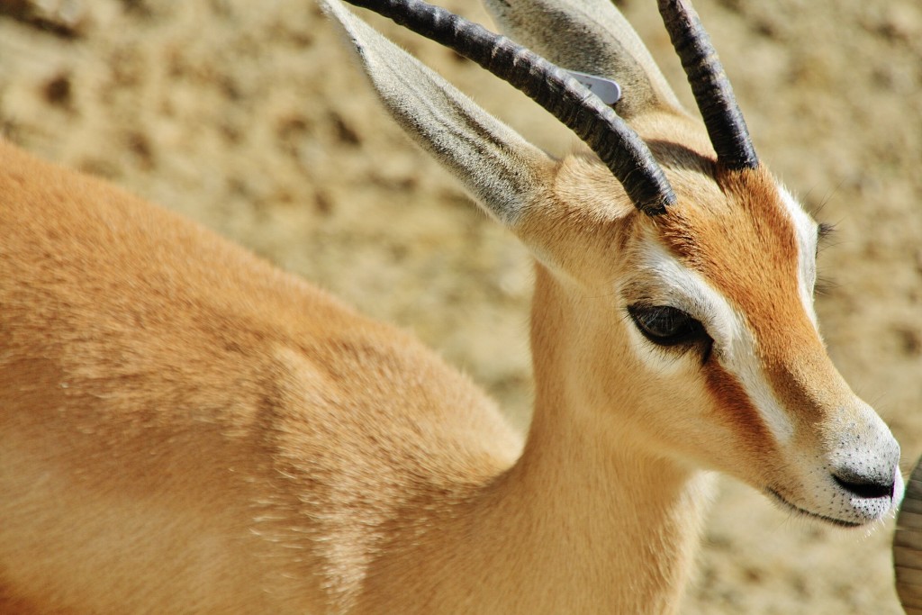 Foto: Zoo - Madrid (Comunidad de Madrid), España