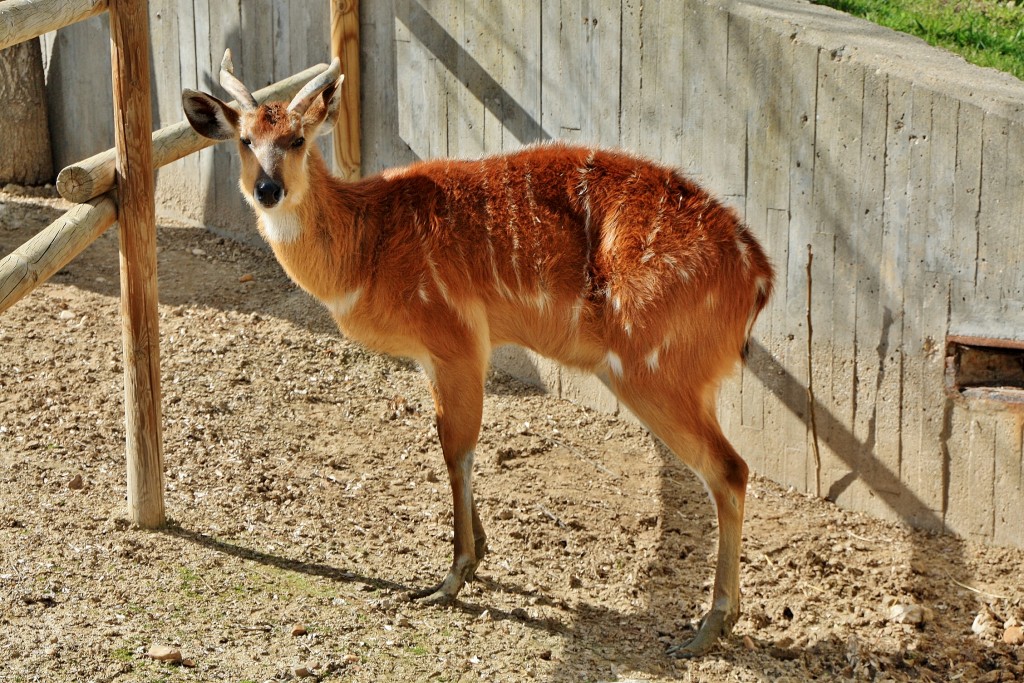 Foto: Zoo - Madrid (Comunidad de Madrid), España