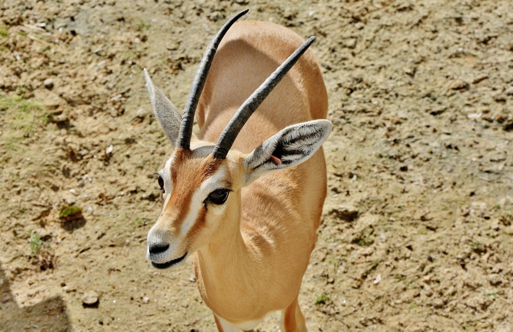 Foto: Zoo - Madrid (Comunidad de Madrid), España