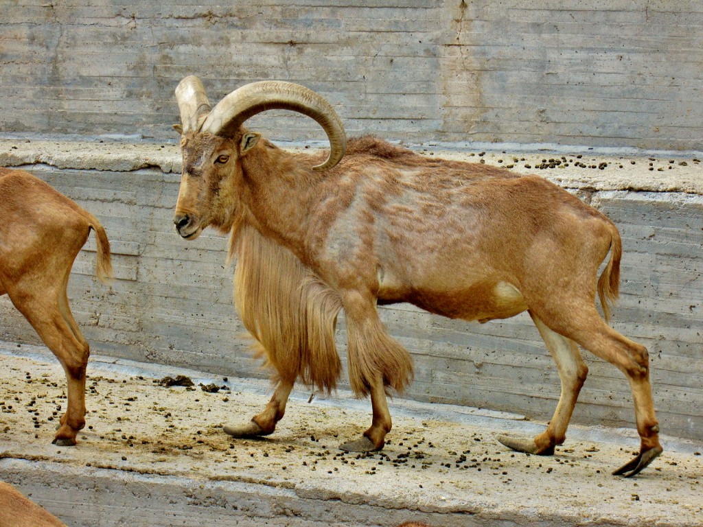 Foto: Zoo - Madrid (Comunidad de Madrid), España