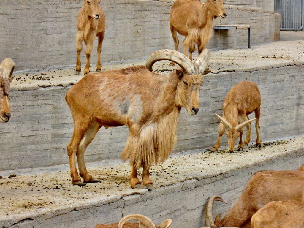 Foto: Zoo - Madrid (Comunidad de Madrid), España