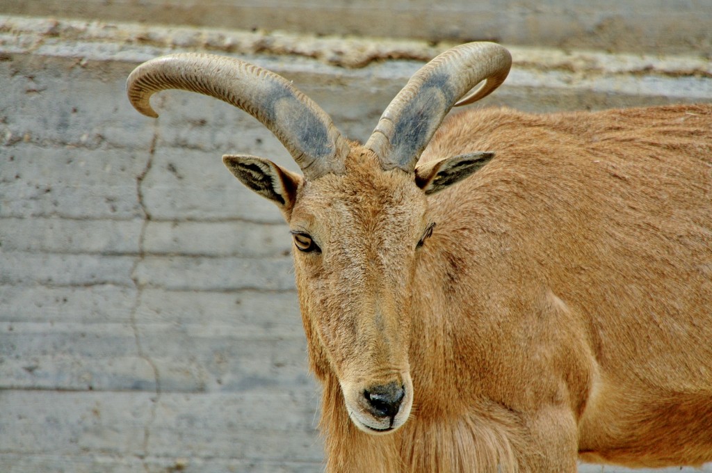 Foto: Zoo - Madrid (Comunidad de Madrid), España