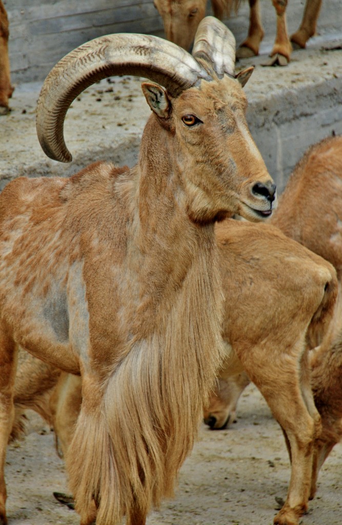 Foto: Zoo - Madrid (Comunidad de Madrid), España