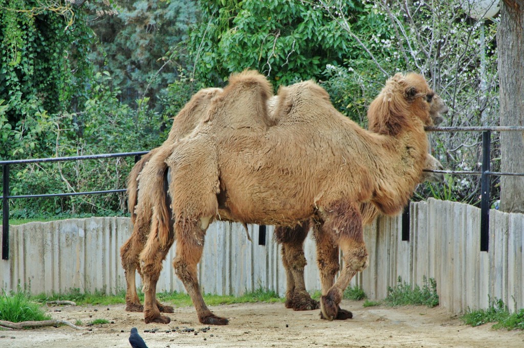 Foto: Zoo - Madrid (Comunidad de Madrid), España