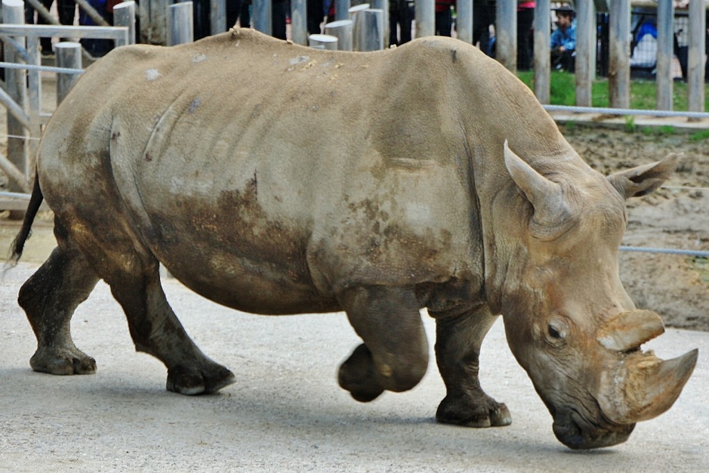 Foto: Zoo - Madrid (Comunidad de Madrid), España