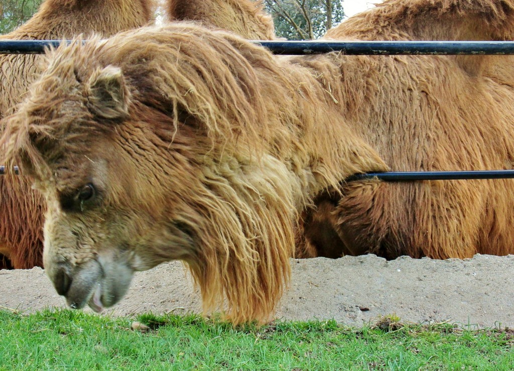 Foto: Zoo - Madrid (Comunidad de Madrid), España