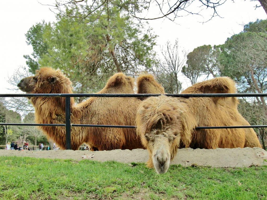 Foto: Zoo - Madrid (Comunidad de Madrid), España